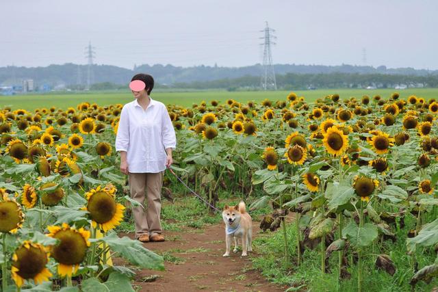 ひまわり畑で_a0126590_0275676.jpg