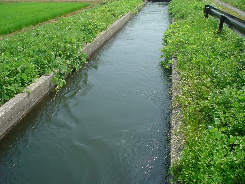 赤川の魚を殺すにゃ刃物は要らぬ_b0207491_17492831.jpg