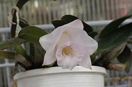 d0007501_99185.jpg