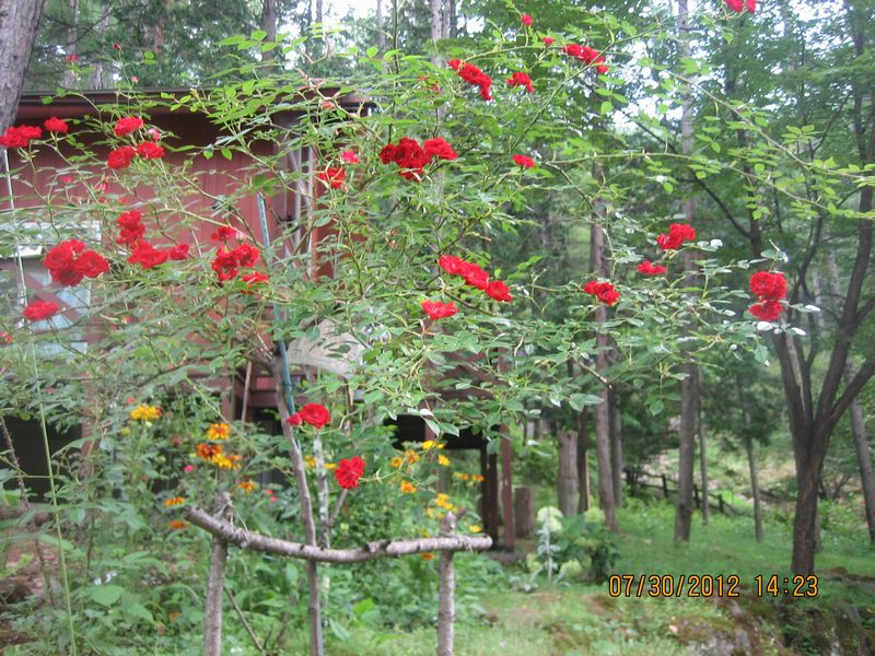 a0276402_15504062.jpg