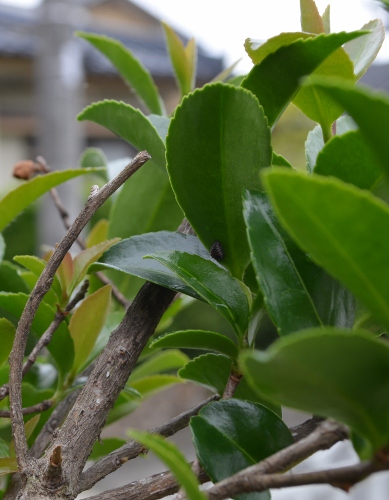 c0132205_8123772.jpg