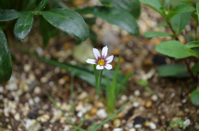 c0132205_82066.jpg