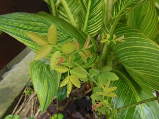 e0271409_21113795.jpg