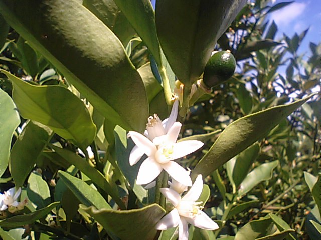 キンカン 金柑 の花が咲いています 徳ちゃん便り