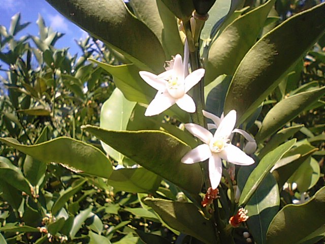 キンカン 金柑 の花が咲いています 徳ちゃん便り