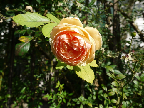 e0205713_239669.jpg