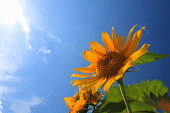 d0174624_10295385.gif