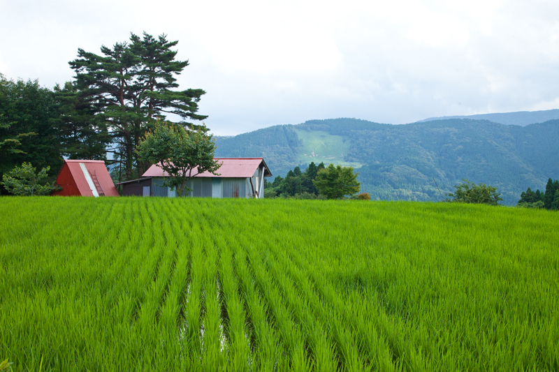 別宮の棚田_a0166729_2256289.jpg