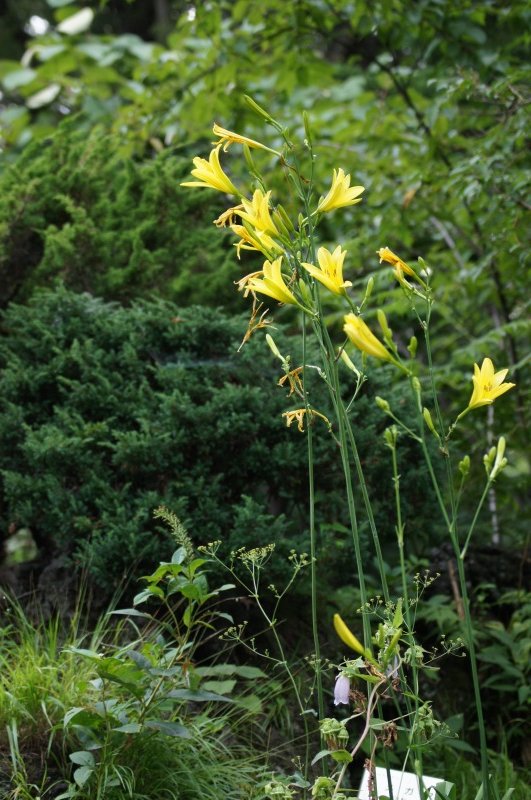 よく似た花 ユウスゲとニッコウキスゲ さんじゃらっと ｂｌｏｇ