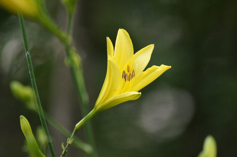 よく似た花 ユウスゲとニッコウキスゲ さんじゃらっと ｂｌｏｇ