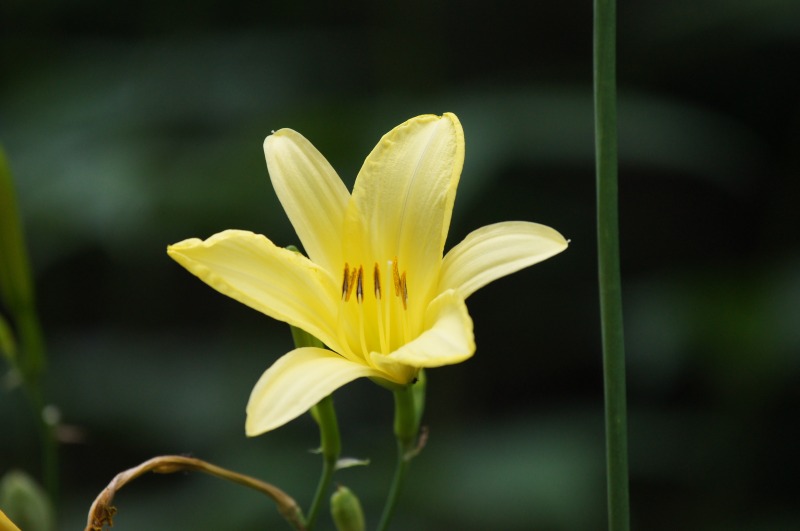 よく似た花 ユウスゲとニッコウキスゲ さんじゃらっと ｂｌｏｇ