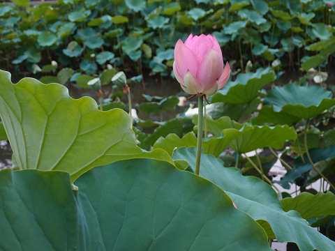 c0063468_2150129.jpg