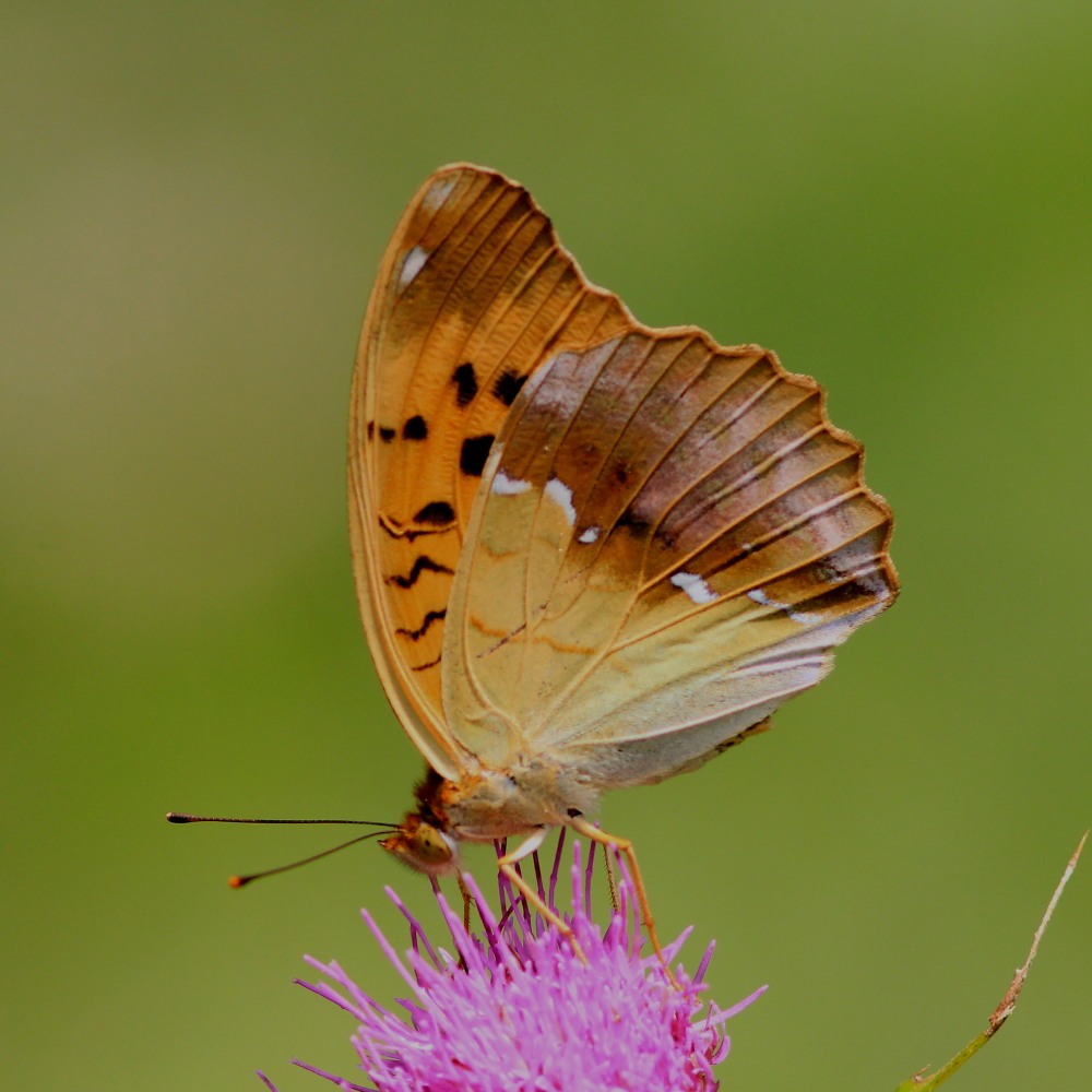a0146869_60229.jpg