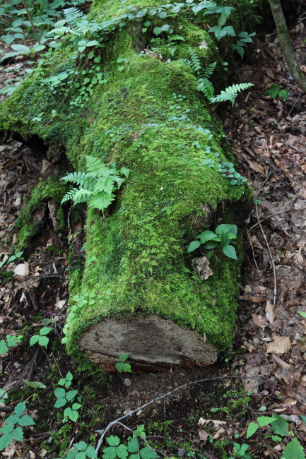 c0054876_1645760.jpg