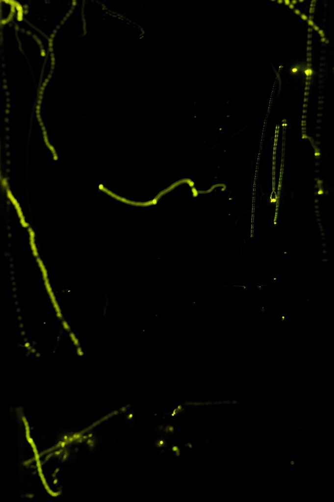 a0203481_1032027.jpg