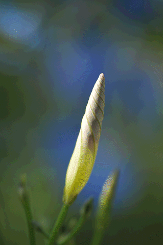 a0275782_2133352.gif