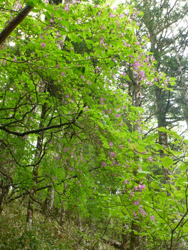 大菩薩嶺（富士登山トレーニングツアー）　（6）　　苔むす森とミツバツツジ_e0195587_20235320.jpg