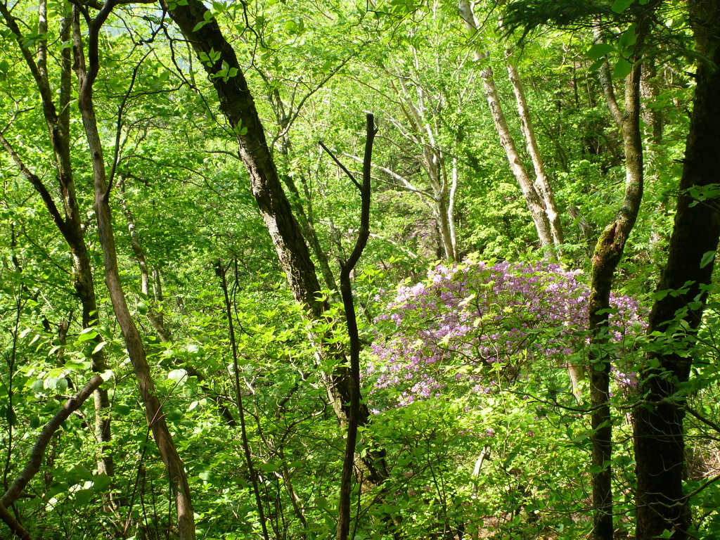 大菩薩嶺（富士登山トレーニングツアー）　（6）　　苔むす森とミツバツツジ_e0195587_20463754.jpg