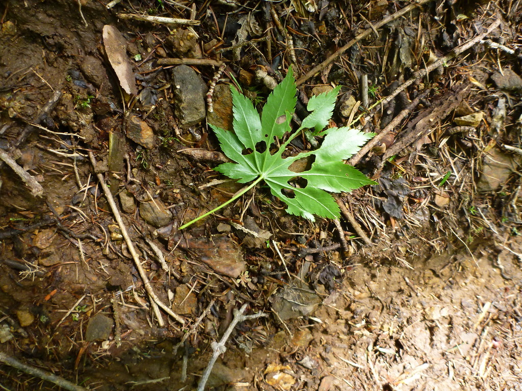 大菩薩嶺（富士登山トレーニングツアー）　（6）　　苔むす森とミツバツツジ_e0195587_20485784.jpg