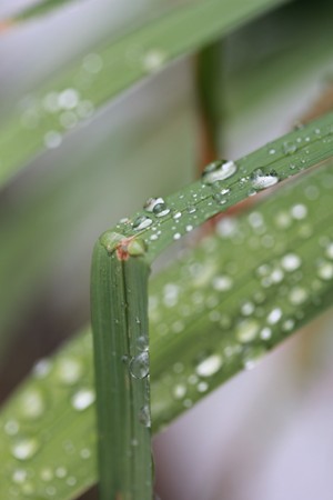 8月1日、待ちに待ったにわか雨。。_c0151691_16491439.jpg