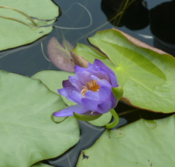 f0166694_19253835.jpg