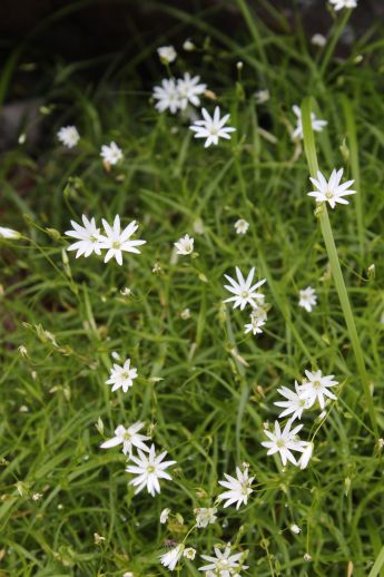 20120801 西穂登山道の花たち_b0013099_16235492.jpg