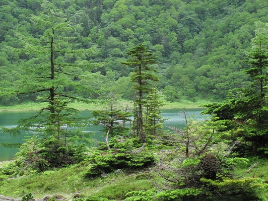 花の山行　（日光白根山）_e0257101_21513861.jpg