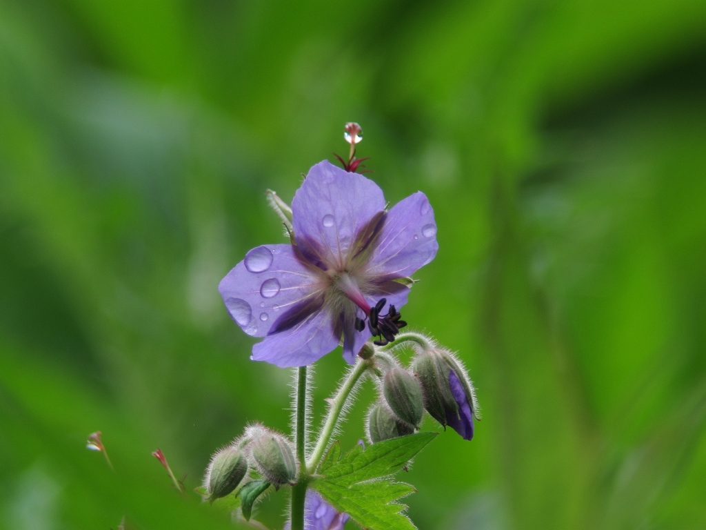 花の山行　（日光白根山）_e0257101_22391614.jpg