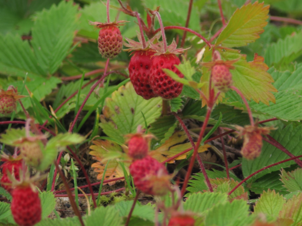 花の山行　（日光白根山）_e0257101_2251664.jpg