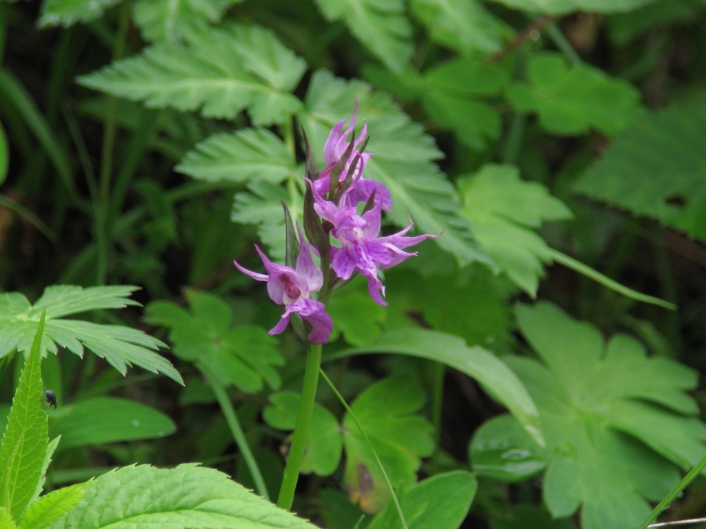 花の山行　（日光白根山）_e0257101_22534968.jpg