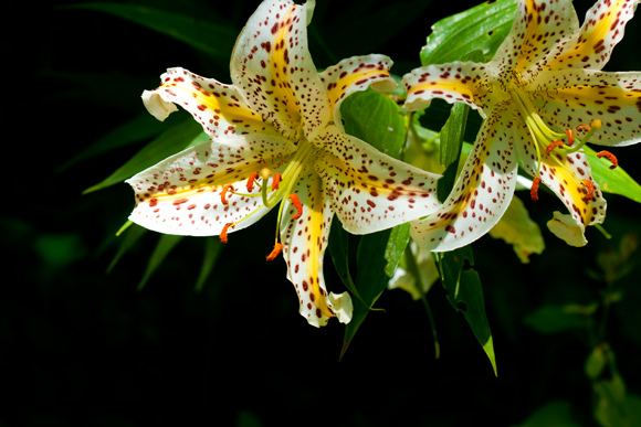 野の花の郷で・・・1 _d0036708_16132496.jpg