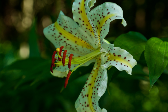 野の花の郷で・・・1 _d0036708_16151693.jpg