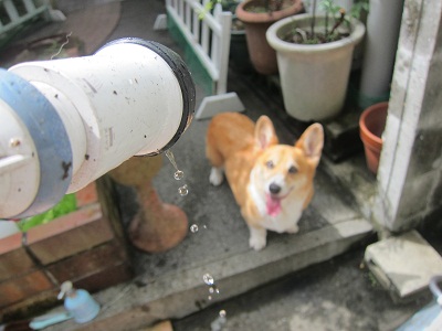 毎日わいるど_d0169411_22214565.jpg