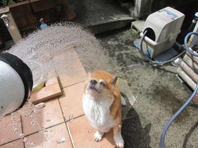 毎日わいるど_d0169411_2223468.jpg