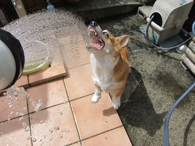 毎日わいるど_d0169411_22241666.jpg