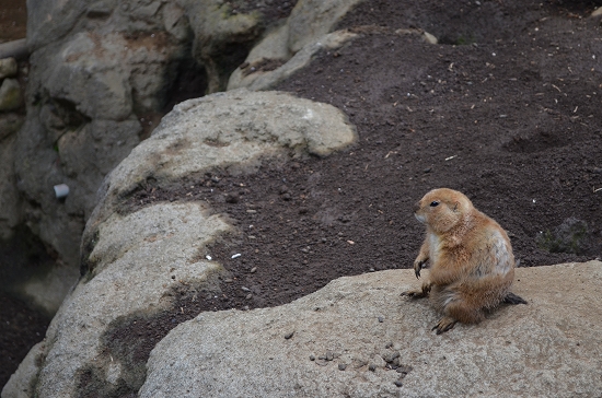 無料動物園☆行船公園_a0134114_9185829.jpg