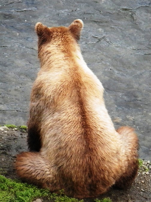 アラスカ旅行♪　～4日目はクマがいっぱいのカトマイ国立公園～_d0098316_22475922.jpg