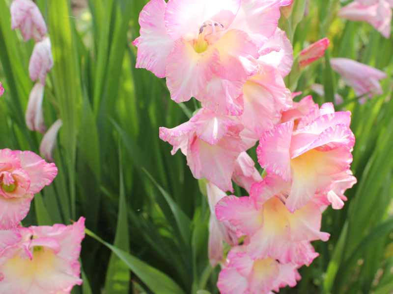 グラジオラス 花言葉 なごやか 思い出 滑川さんちの花物語