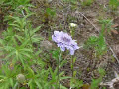花の飯盛山_f0019247_0155845.jpg
