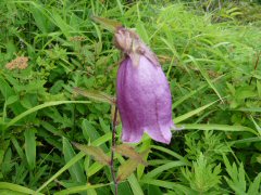 花の飯盛山_f0019247_015780.jpg