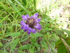 花の飯盛山_f0019247_017509.jpg