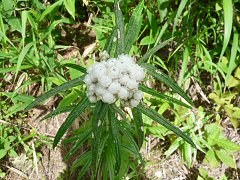 花の飯盛山_f0019247_018194.jpg