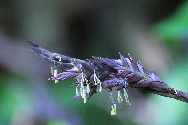 熊笹の花 花回廊 金沢