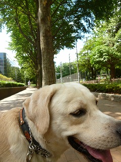dog friends 嬉しいひととき♪_a0165160_12191635.jpg