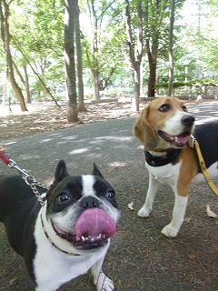 dog friends 嬉しいひととき♪_a0165160_1253735.jpg