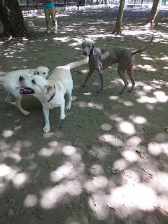 dog friends 嬉しいひととき♪_a0165160_1281947.jpg