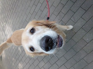 dog friends 嬉しいひととき♪_a0165160_1292555.jpg