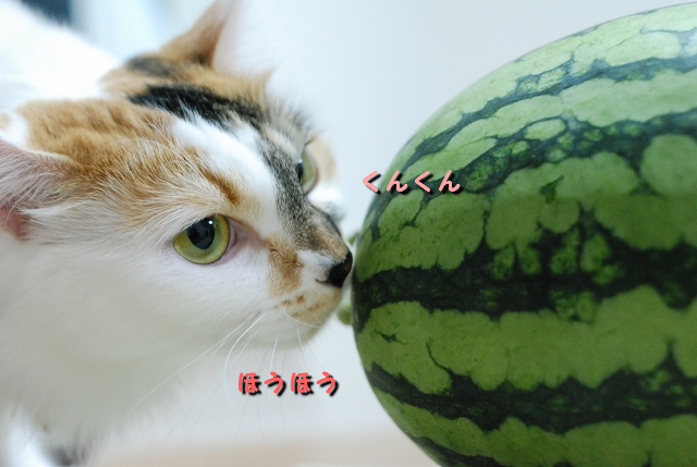 a0266372_2252251.jpg