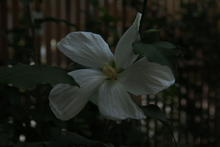 海の中は。。。 ~ムクゲの白花~_a0107574_8235010.jpg
