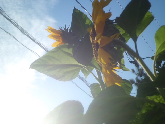 c0223879_7505869.jpg